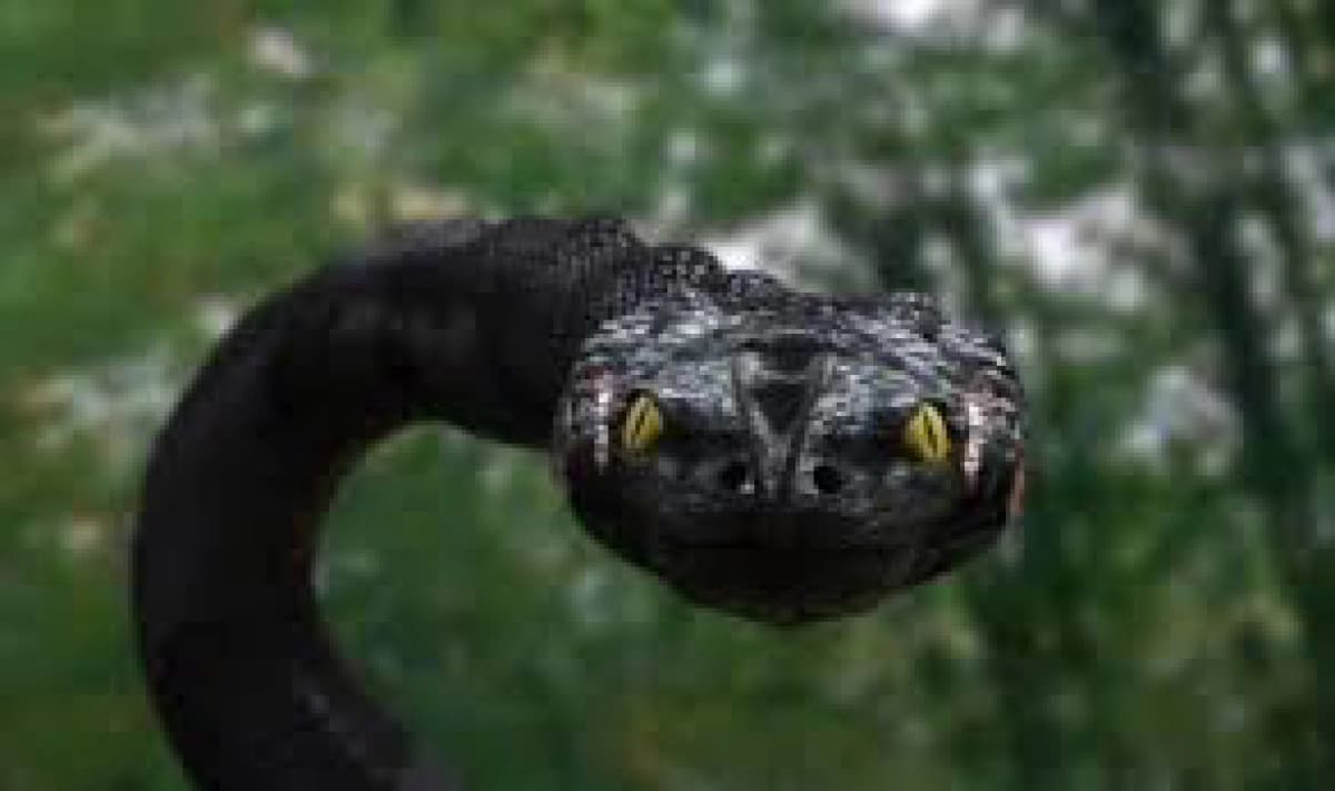 Trăn Khổng Lồ 3 (Anaconda 3: Offspring)