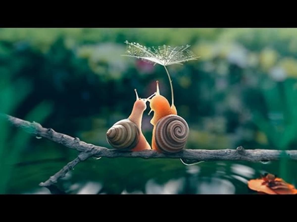Thế Giới Côn Trùng (Life in The Undergrowth)