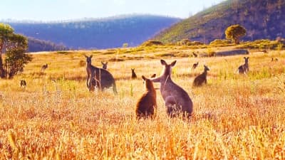Thung lũng kangaroo (Kangaroo Valley)